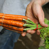 Carrot in Hand