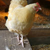 Elisabeth's Hen