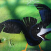 Crow Door, Vancouver, BC