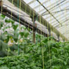 Greenhouse Basil