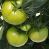 Green Tomatoes