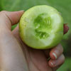 Lemon Cucumber