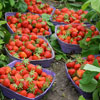 Gobind Strawberries
