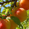 Yellow Plums