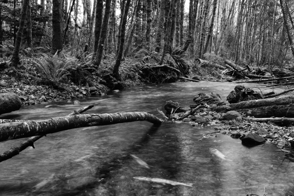 Salmon Spawning: Rotting Salmon