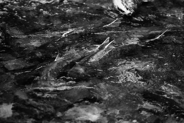 Salmon Spawning: Rotting Salmon
