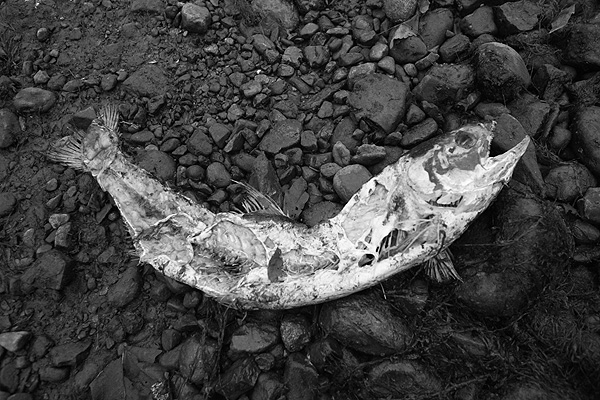 Salmon Spawning: Rotting Salmon