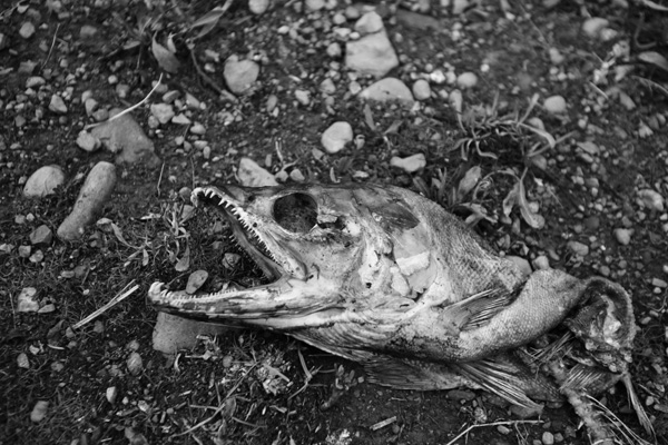 Salmon Spawning: Rotting Salmon