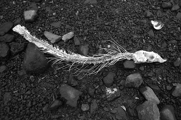 Salmon Spawning: Rotting Salmon